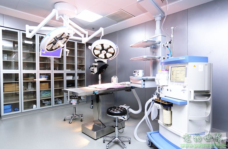 安安寵醫(yī)榮獲首屆“2018美團點評年度寵物人氣商戶”稱號